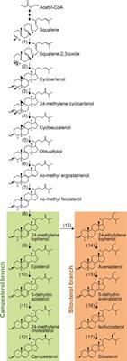 Regulation of Brassinosteroid Homeostasis in Higher Plants